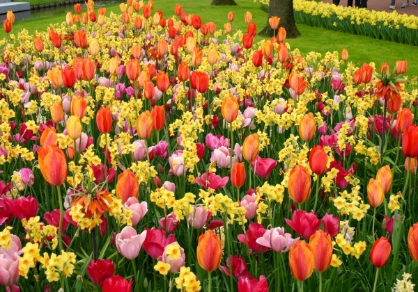 Combinations Groovy Flower Mix
