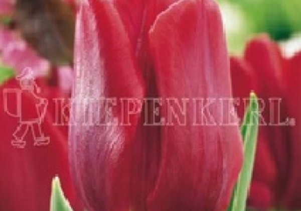 Tulipa, agra, vienk. z. Ruby Prince 11/12