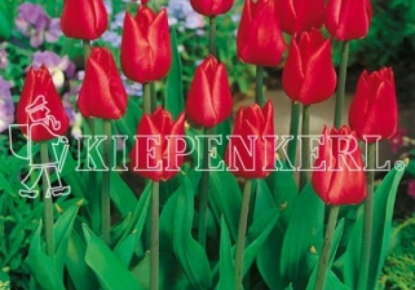 Tulipa, agra, vienk. z. Merry Christmas 11/12