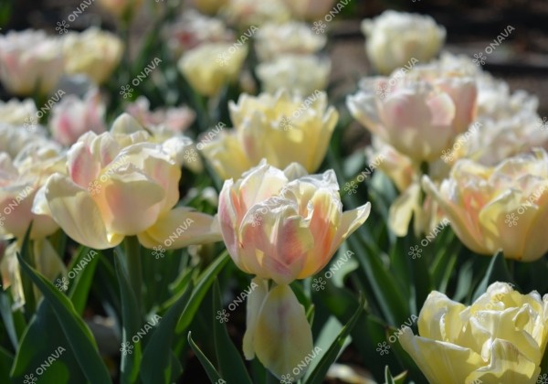 Tulipa, agra, pild. z. Foxy Foxtrot 11/12