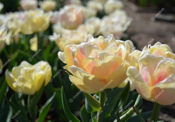 Tulipa, agra, pild. z. Foxy Foxtrot 11/12