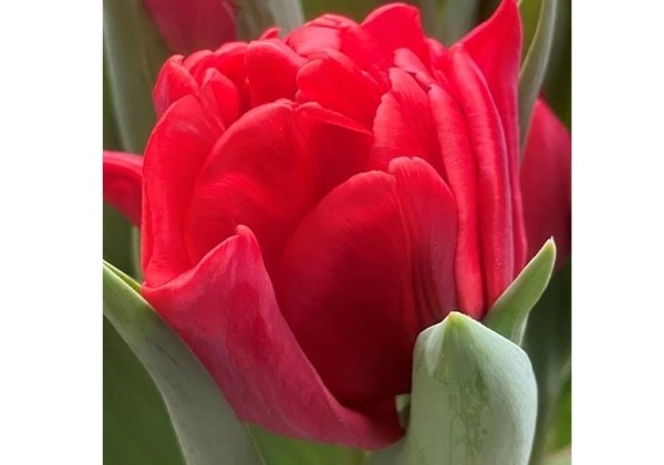 Tulipa, agra, pild. z. Red Foxtrott 11/12