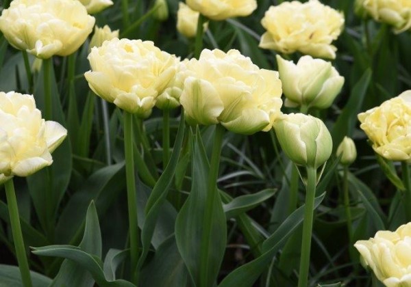 Tulipa, agra, pild. z. Avant Garde 11/12