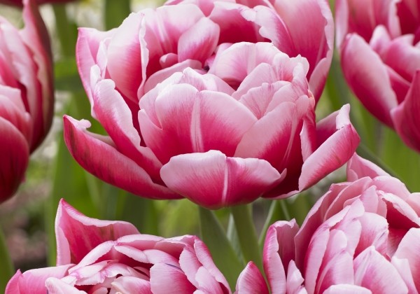 Tulipa, agra, pild. z. Columbus