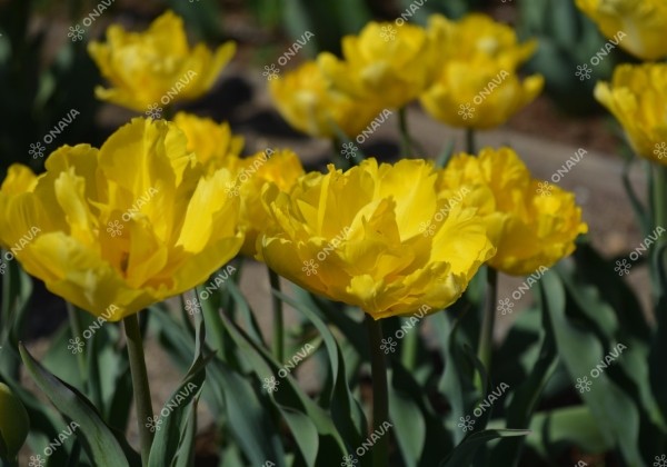 Tulipa, agra, pild. z. Marie Jo 11/12