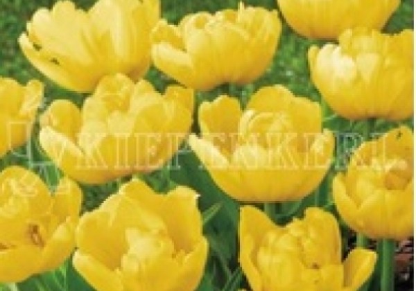 Tulipa, agra, pild. z. Yellow Baby 9/10
