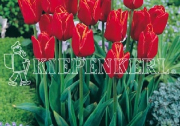 Tulipa, triumfa Abra 11/12