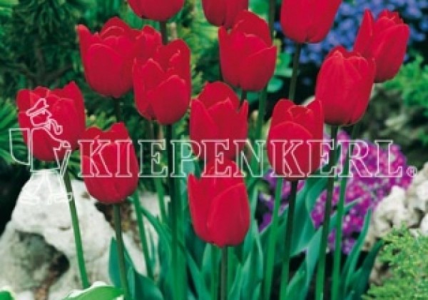 Tulipa, triumfa Bastogne 11/12