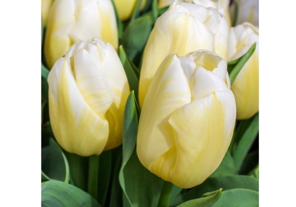 Tulipa, triumfa Calgary Flames 11/12