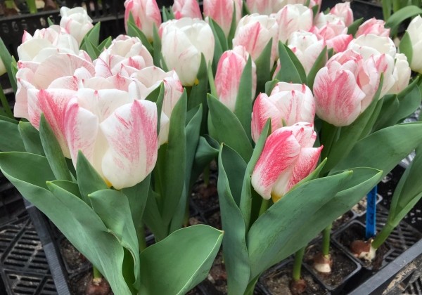 Tulipa, triumfa Calgary Sensation 11/12