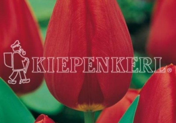 Tulipa, triumfa Cassini 11/12