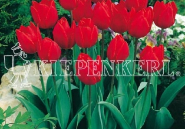 Tulipa, triumfa Couleur Cardinal 11/12