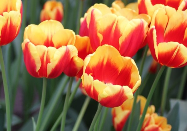 Tulipa, triumfa Denmark 11/12