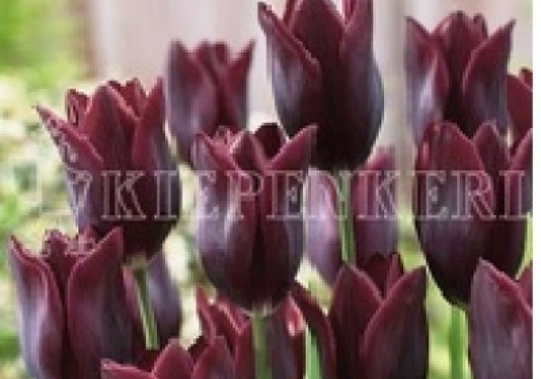 Tulipa, triumfa Havran 11/12