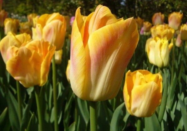 Tulipa, triumfa Salmon Dynasty 11/12