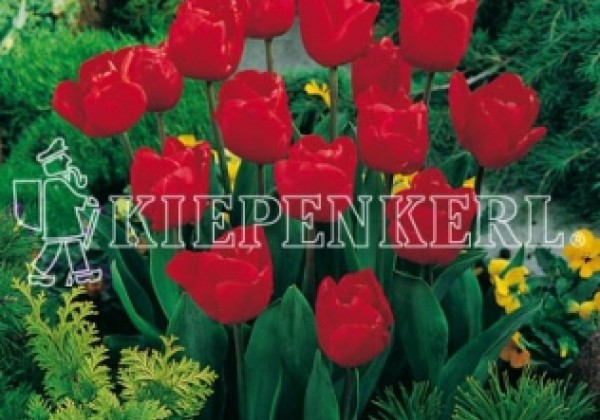 Tulipa, triumfa Escape 11/12