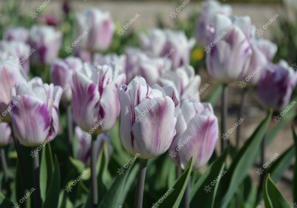 Tulipa, triumfa Flaming Flag 11/12