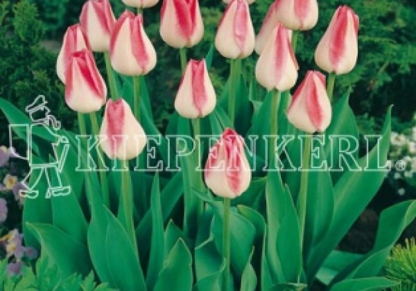 Tulipa, triumfa Garden Party 11/12
