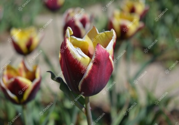 Tulipa, triumfa Gavota 11/12