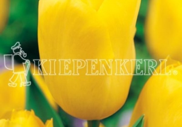 Tulipa, triumfa Golden Melody 11/12