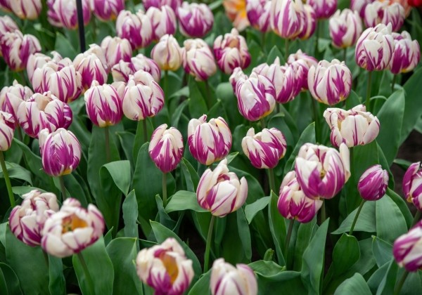Tulipa, triumfa Happy Feet 11/12