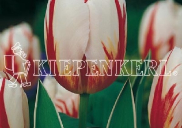 Tulipa, triumfa Happy Generation 11/12