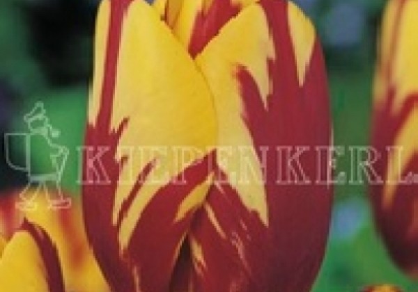 Tulipa, triumfa Helmar 11/12