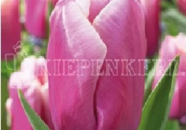 Tulipa, triumfa Holland Beauty 11/12