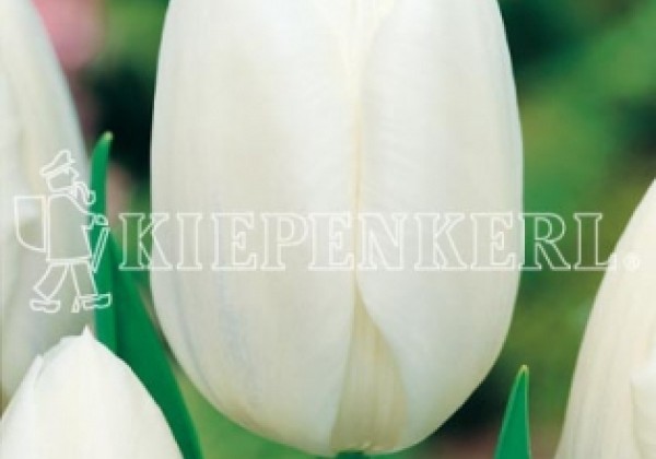 Tulipa, triumfa Inzell 11/12