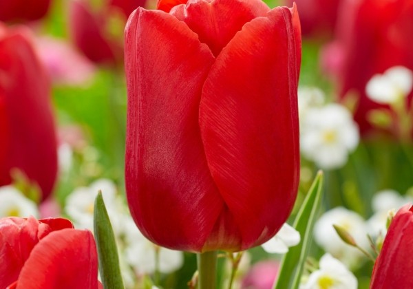 Tulipa, triumfa Red Jimmy 11/12