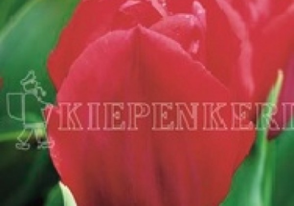 Tulipa, triumfa Dominiek 11/12