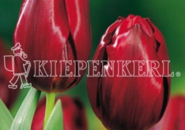 Tulipa, triumfa Pallada 11/12