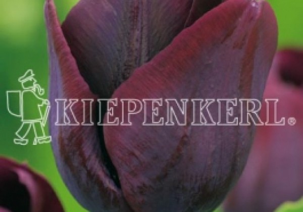 Tulipa, triumfa Ronaldo 11/12