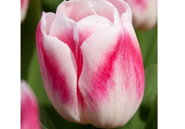 Tulipa, triumfa Pleasure 11/12