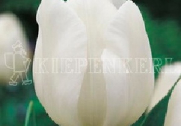 Tulipa, triumfa Silver Dollar 11/12