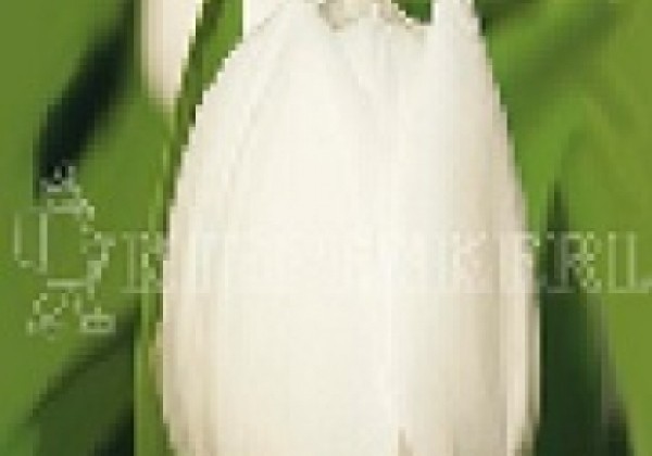 Tulipa, triumfa Royal Virgin 11/12