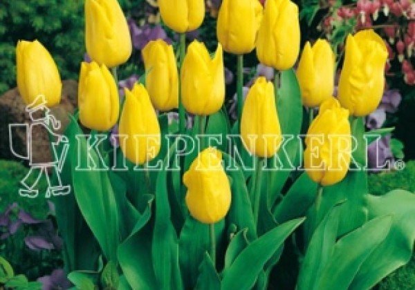 Tulipa, triumfa Strong Gold 11/12