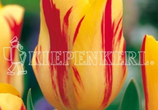 Tulipa, triumfa Washington 11/12