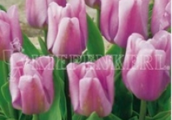 Tulipa, triumfa Synaeda Amor 11/12