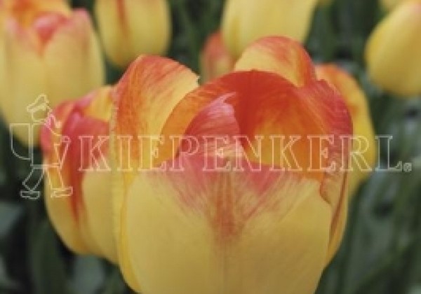 Tulipa, triumfa Suncatcher 11/12