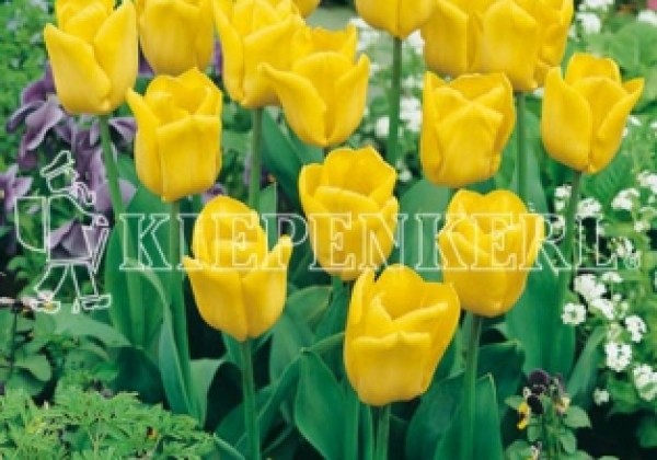 Tulipa, triumfa Yellow Flight 11/12