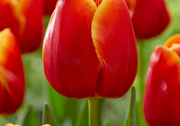 Tulipa, triumfa Verandi11/12