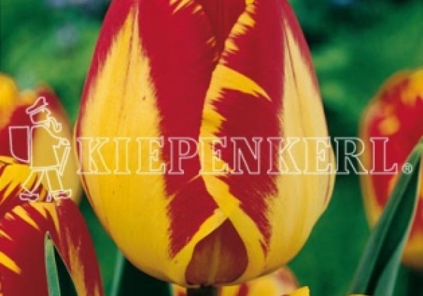 Tulipa, Darvina hibrīds Banja Luka 11/12