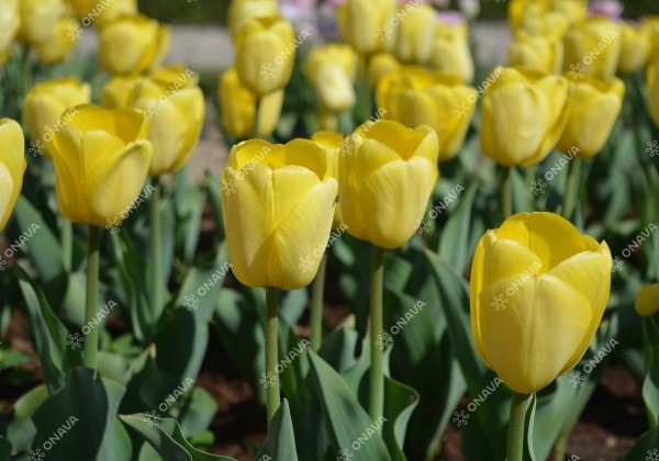 Tulipa, Darvina hibrīds Golden Apeldoorn 11/12
