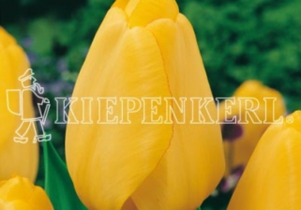 Tulipa, Darvina hibrīds Golden Parade 11/12