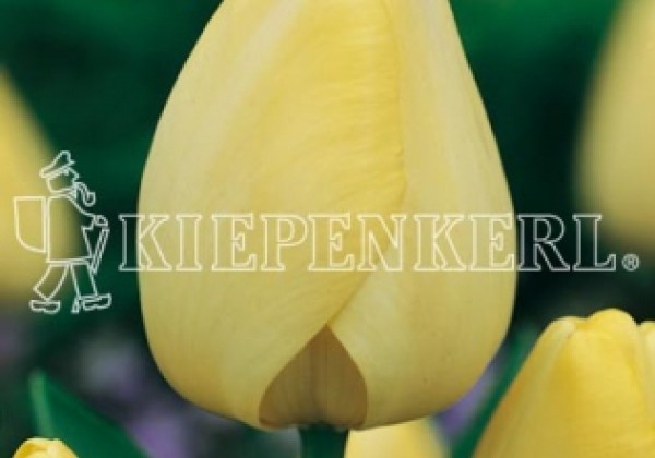 Tulipa, Darvina hibrīds Ivory Floradale 11/12