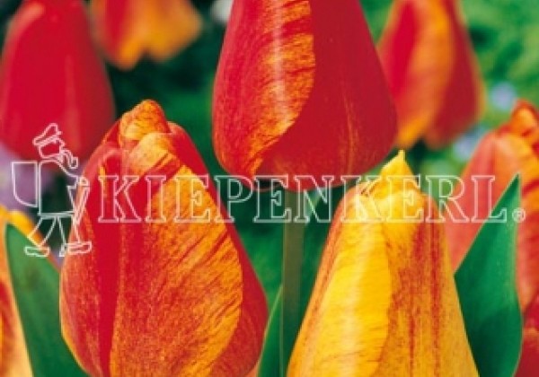 Tulipa, Darvina hibrīds Striped Apeldoorn 11/12