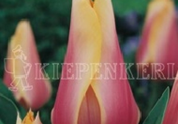 Tulipa, vēla, vienk. z. Blushing Lady 11/12