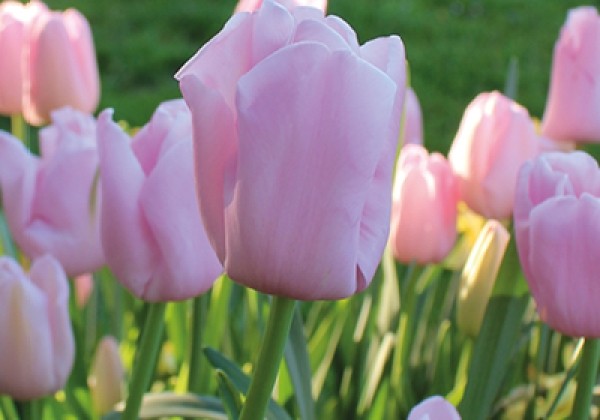 Tulipa, vēla, vienk. z. Sauternes 11/12