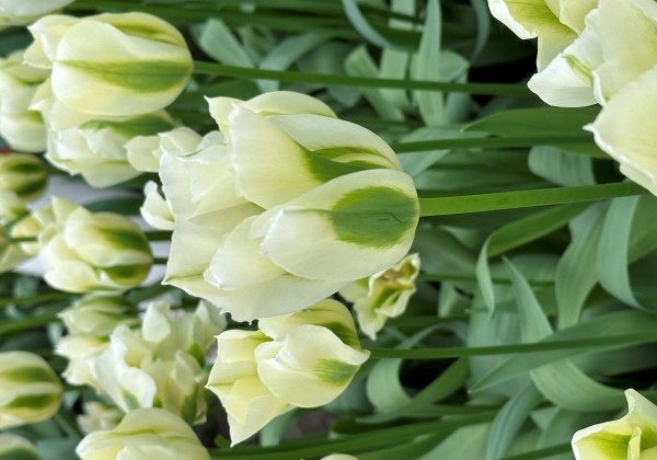 Tulipa, zaļziedu Green Spirit 11/12